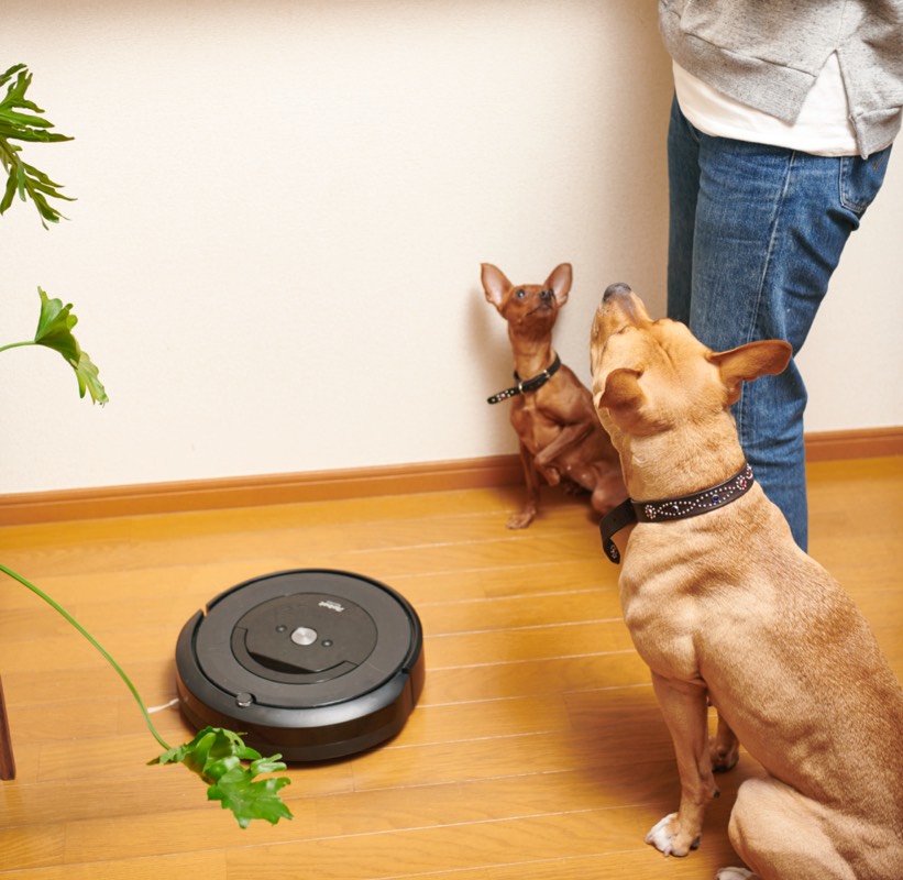 Safari Online | ブラーバ